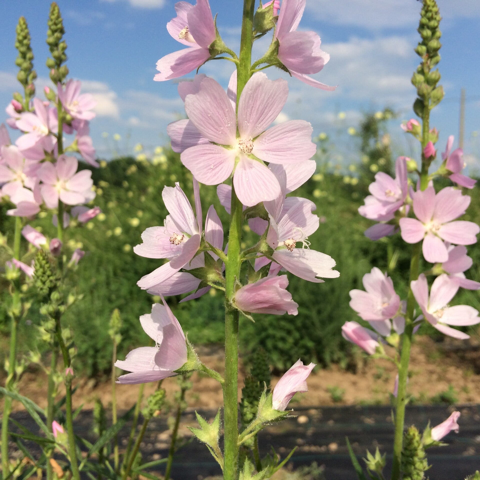 sidalcea-standard-5nbjy7.jpg