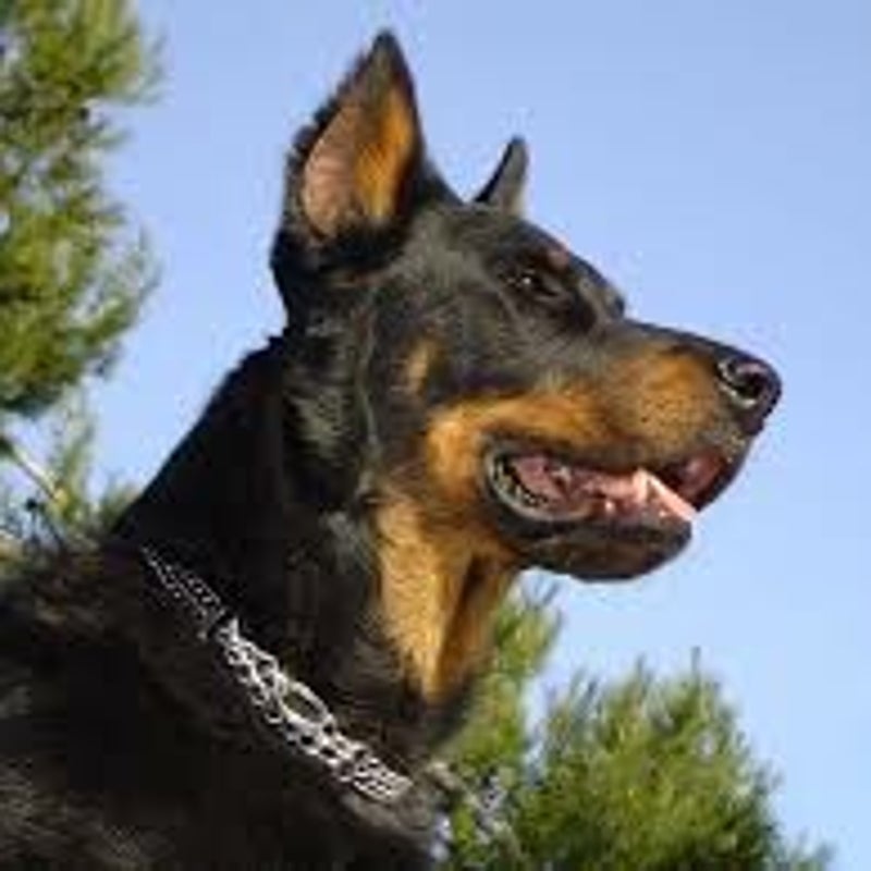 Beauceron.jpg
