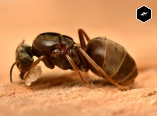Lasius Niger