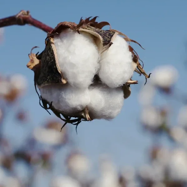 Fondant Parfumé Fleur de coton