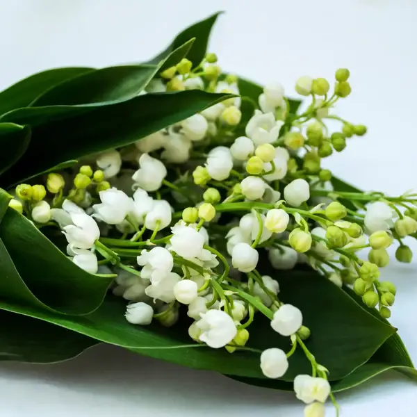 Fondant Parfumé Muguet