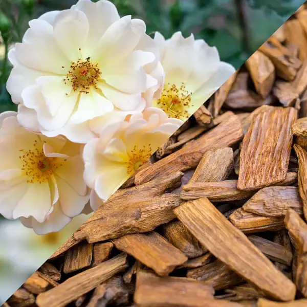 Fondant Parfumé Musc Blanc