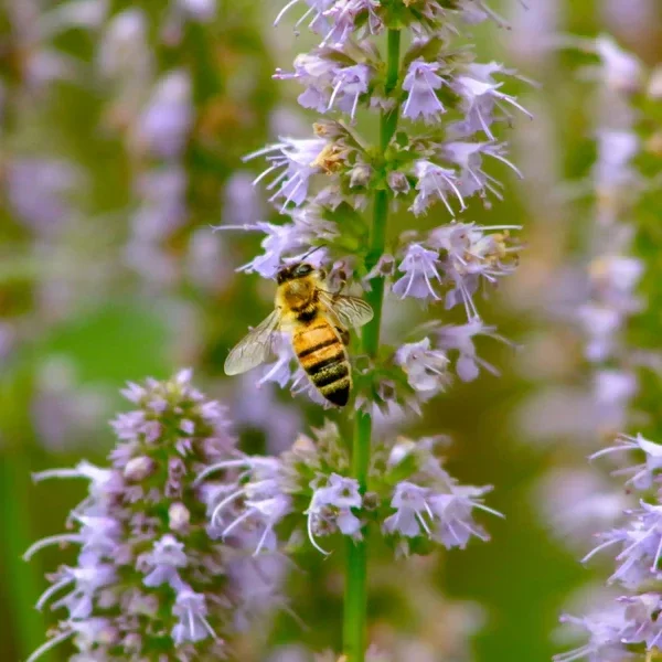 Fondant Parfumé Patchouli