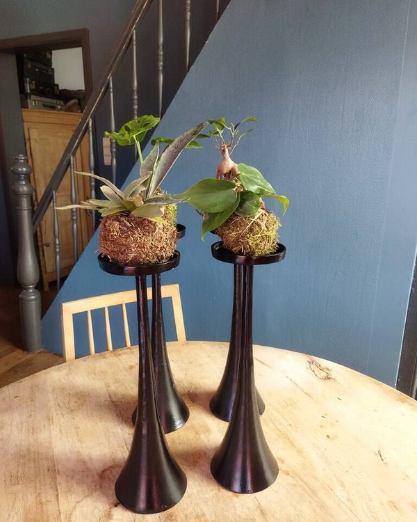 Workshop - Leutige kokedama's @Trust