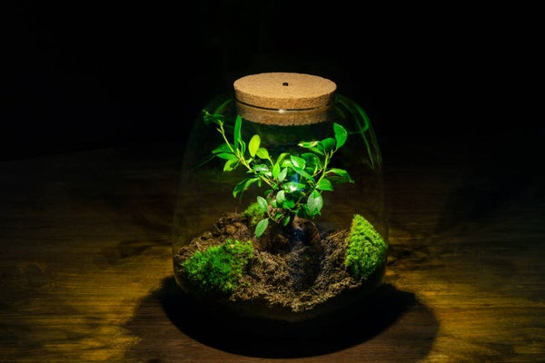 Terrarium bol met ledlamp