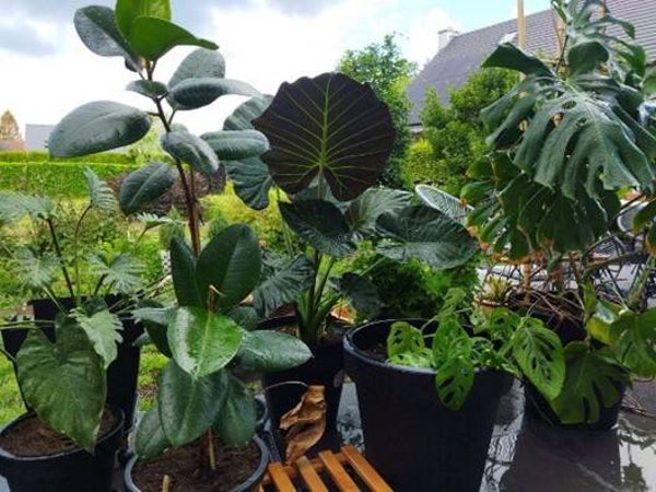 Workshop - Stekken en verzorgen van kamerplanten