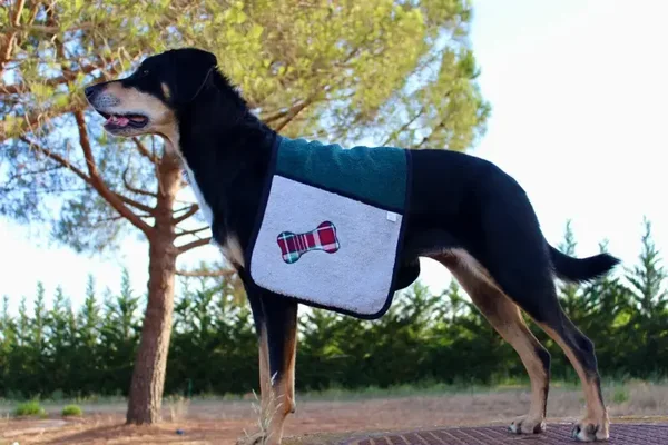 Hygiène - Sèche toutou