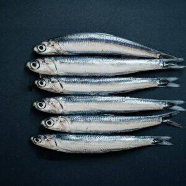 Poisson Anchois 2 kg