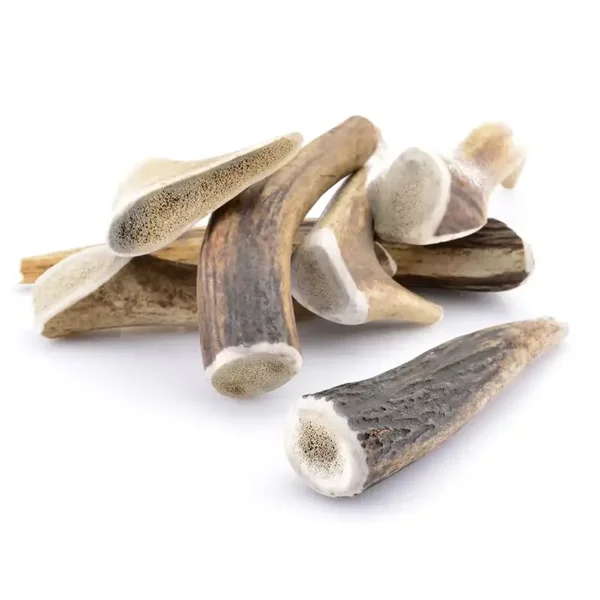 Mastication Bois de Cerf