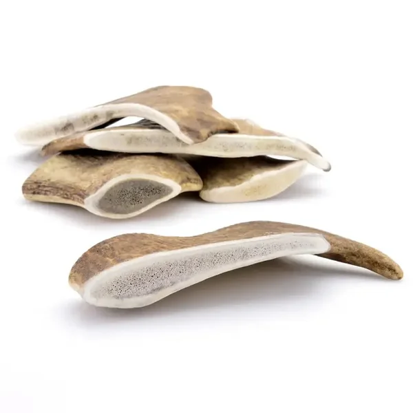 Mastication Bois de Daim