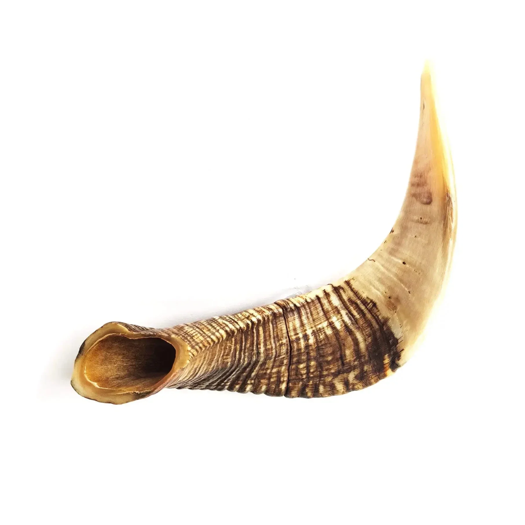 Mastication Corne de Mouton