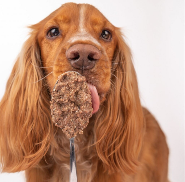 Humide - Pâtée chien