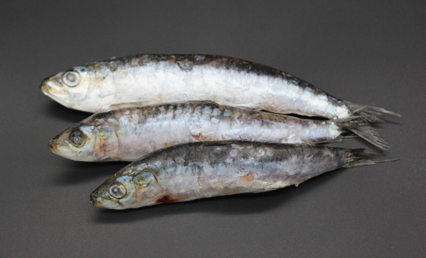 Poisson Sardines 2 kg