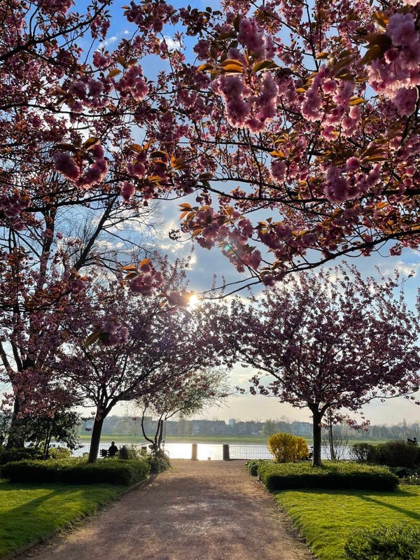 Blossom Rituals - 7-Tage- Morgenritual - Frühling