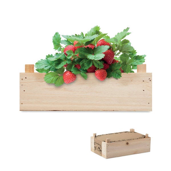 Aardbeien kweekset in een houten kist