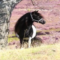 img_9009-standard.jpg