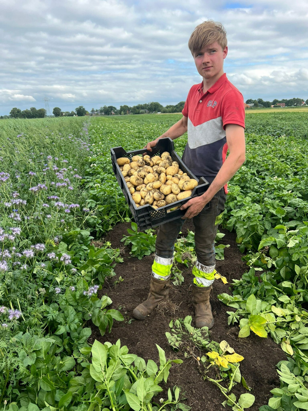 Frieslander aardappelen, uitverkocht!