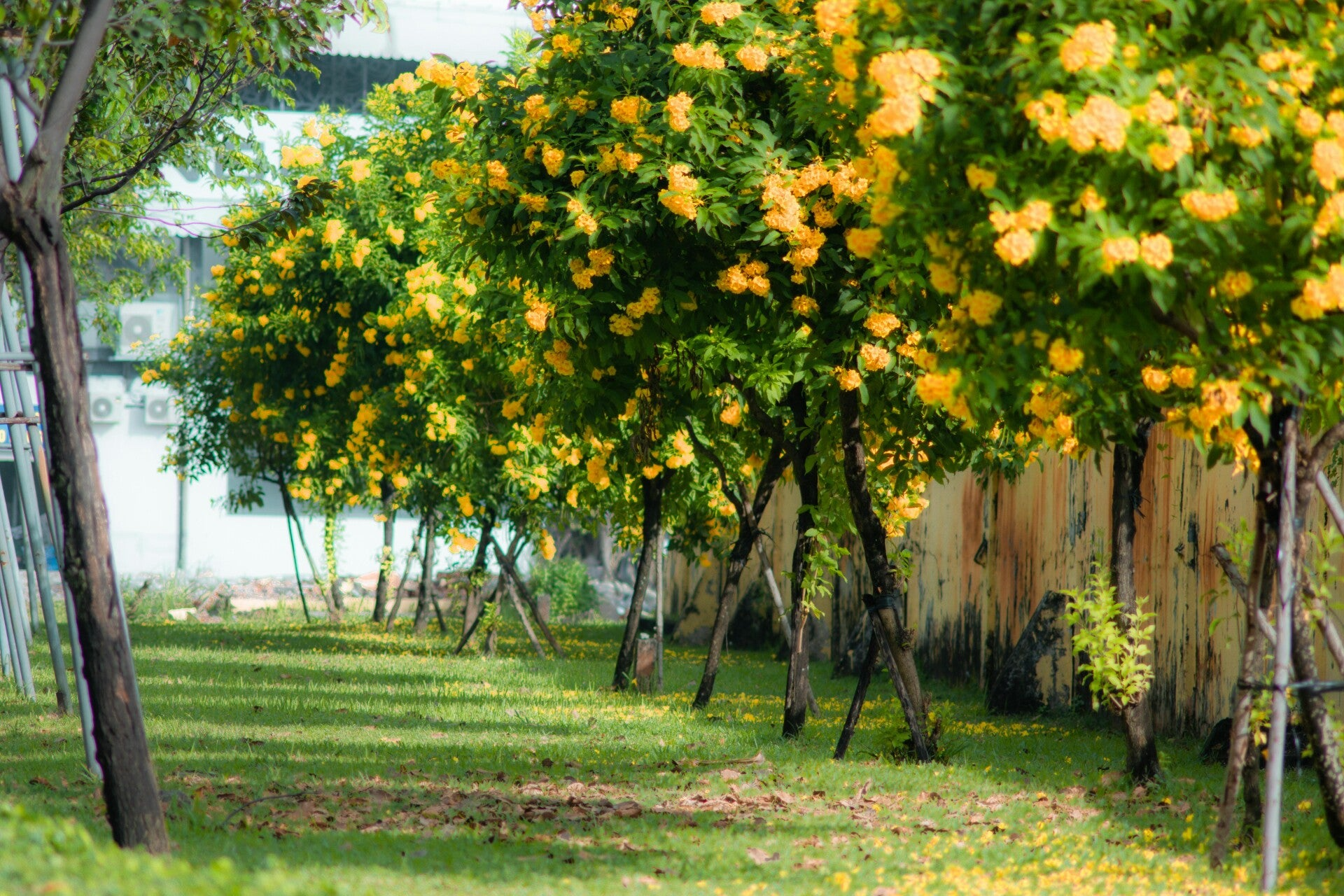 Trees in a line showing a spring season with green  and yellow leaves 