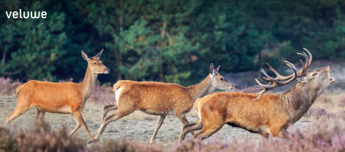Visit Veluwe | Tiny house Poppy