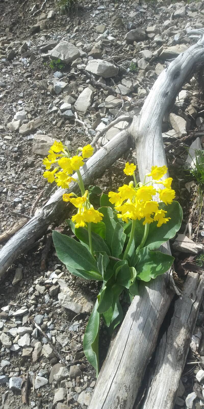 Wunderschön in karger Umgebung- "Himmelschlüssel"