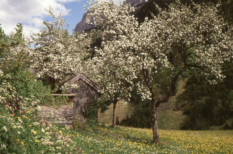 Was für eine Blütenpracht