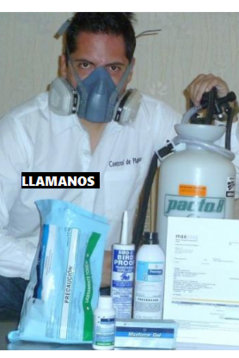 Fumigaciones 24 horas CDMX