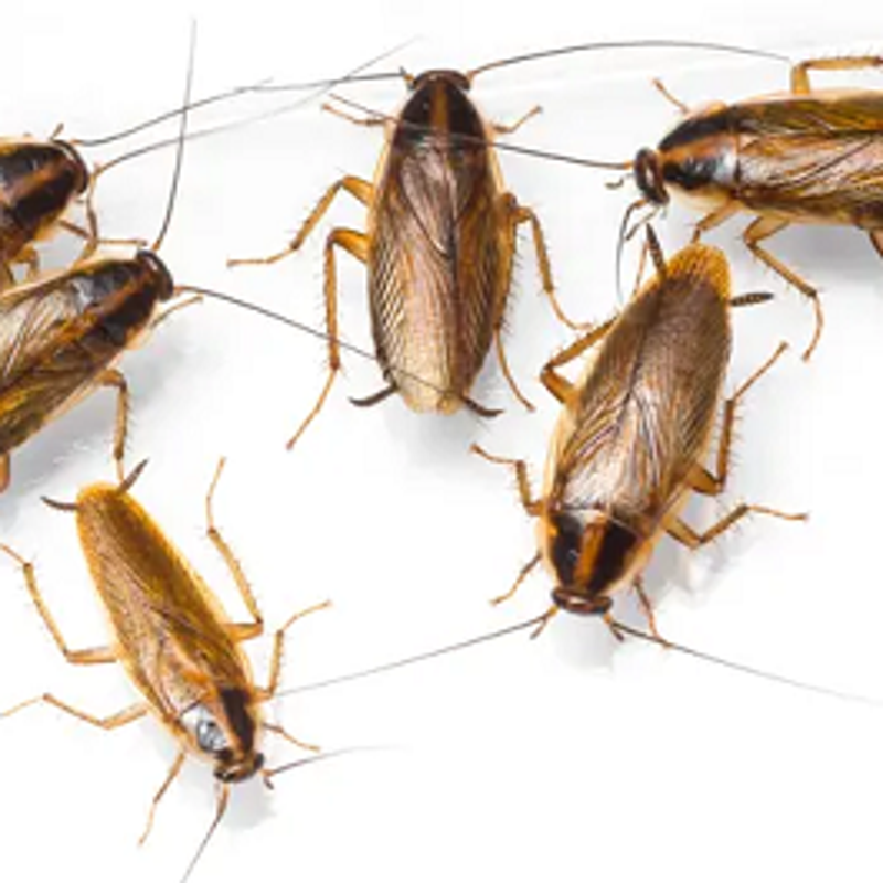 plaga-de-cucarachas-standard.png