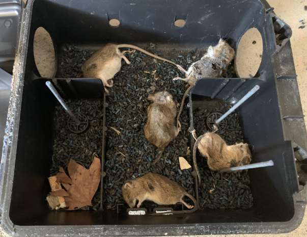 exterminadores de ratas 24 horas