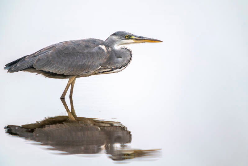 Héron cendré juvénile