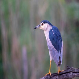 _a7r7843-standard.jpg