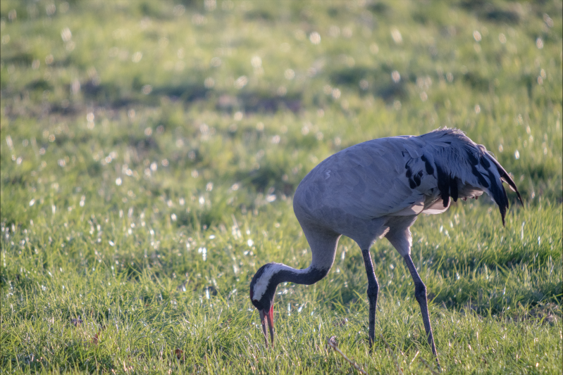 Grue cendrée (Image d'archives)