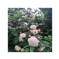 Pink Roses.jpg