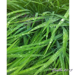 Dew Grass.jpg