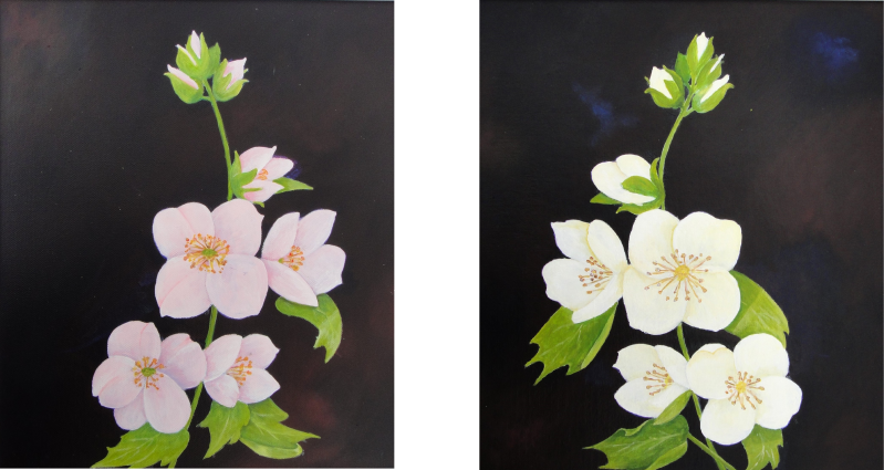 Philadelphus Flowers. Floral Art. A. Mordaunt. Clonmel.