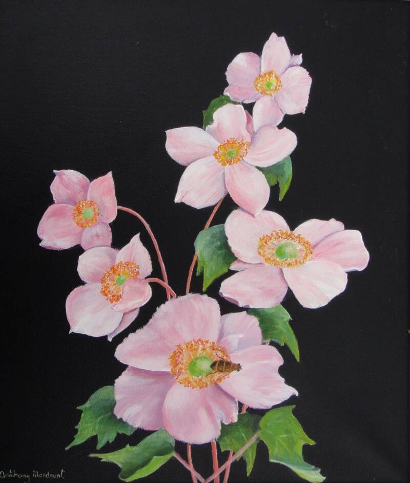 Pink Anemone Flower. Painted by : Anthony Mordaunt.