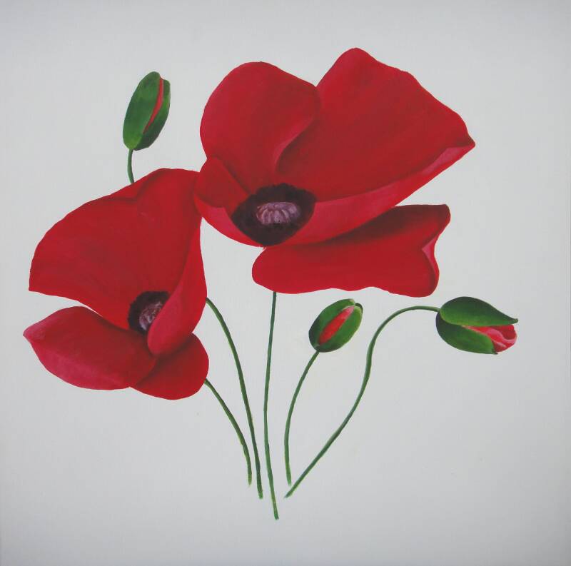 Red Poppy Flower. Floral Art. A. Mordaunt. Clonmel.