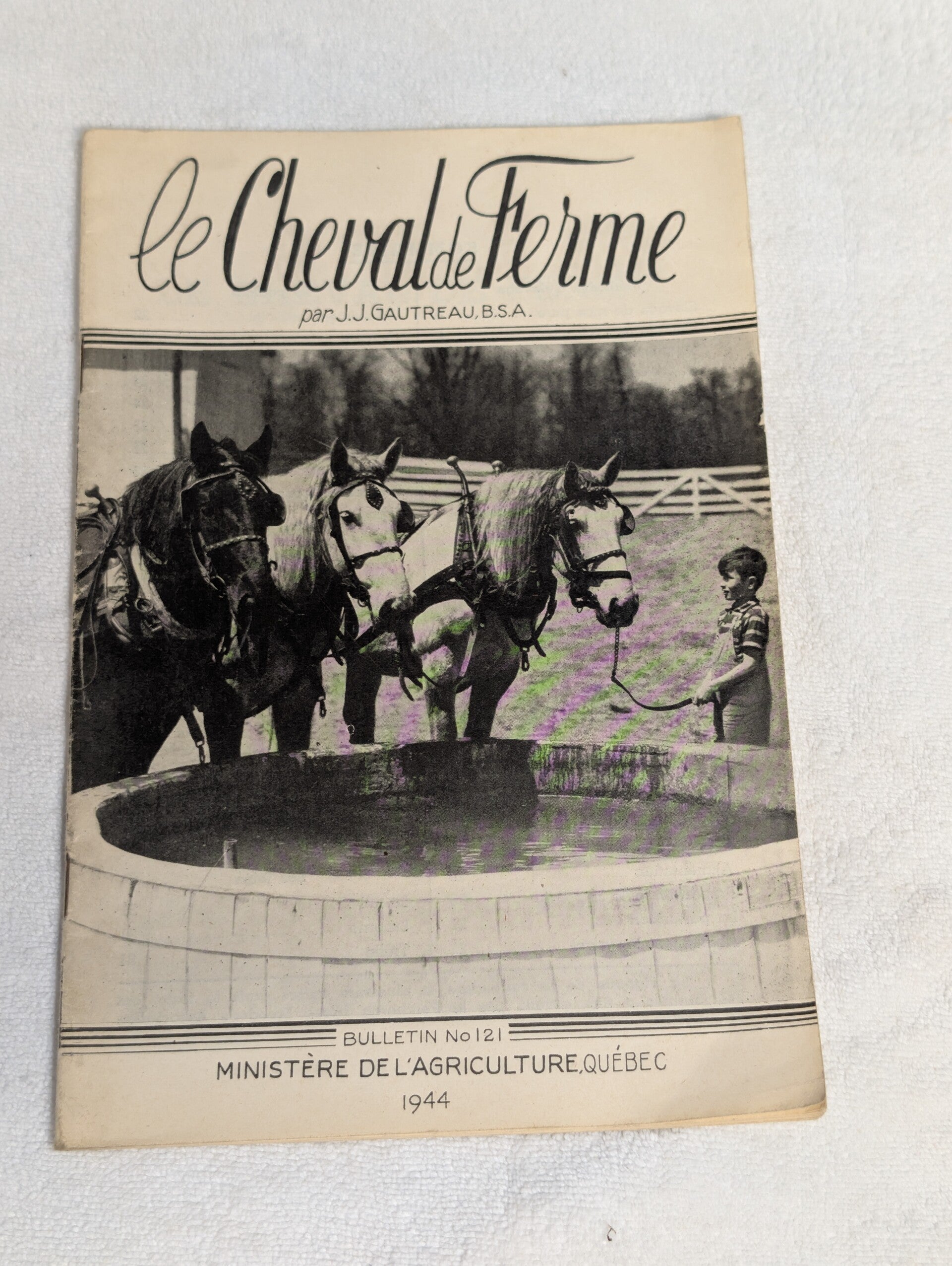 Cheval de ferme  1944