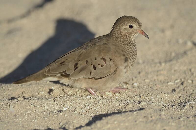 mus duif Ground dove Natuur Nature koraal coral underwater coral reef koraalrif Duiken diving Snorkelen snorkeling Aruba Bonaire Curacao ABC eilanden Islands Nederlandse Antillen Dutch Antilles caribbean reef fish tropische vissen
