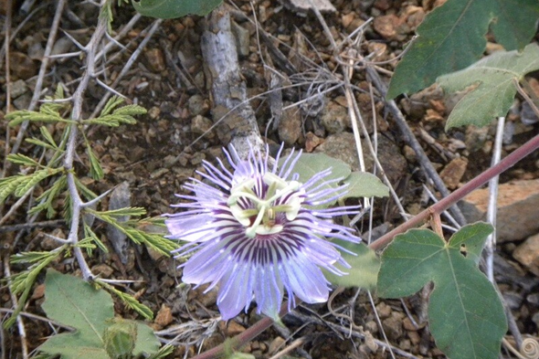 Passiebloem Passiflora suberosa curacao klimplant wild