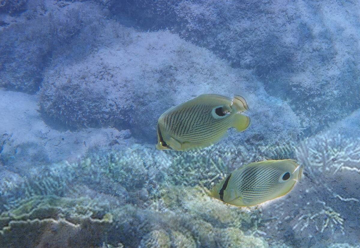 Koraalvlinders / Butterflyfish Chaetodontidae Natuur Nature  koraal coral underwater coral reef koraalrif Duiken diving Snorkelen snorkeling Aruba Bonaire Curacao ABC eilanden Islands Nederlandse Antillen Dutch Antilles caribbean reef fish tropische visse