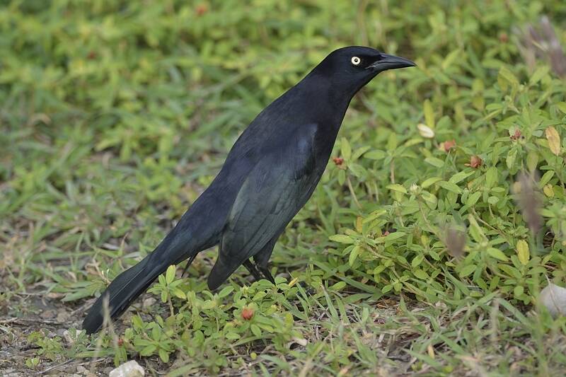 Caribische troepiaal/Carib grackle Quiscalus lugubrisNatuur Nature vogels birds Aruba Bonaire Curacao ABC eilanden Islands Nederlandse Antillen Dutch Antilles