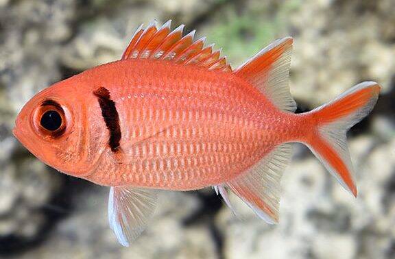 Blackbar soldierfish Myripristis jacobusNatuur Nature koraal coral underwater coral reef koraalrif Duiken diving Snorkelen snorkeling Aruba Bonaire Curacao ABC eilanden Islands Nederlandse Antillen Dutch Antilles caribbean reef fish tropische vissen