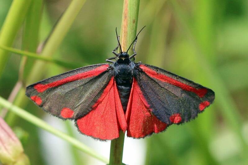 Sint-jacobsvlinder /Cinnabar moth Tyria jacobaeae  