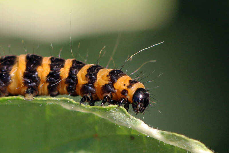 Sint-jacobsvlinder /Cinnabar moth Tyria jacobaeae  