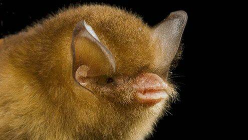 Aruba Bonaire Curacao ABC eilanden Islands Nederlandse Antillen Dutch Antilles Caribisch caribbeanTrechteroorvleermuis /Trinidadian Funnel-eared Bat Natalus tumidirostris