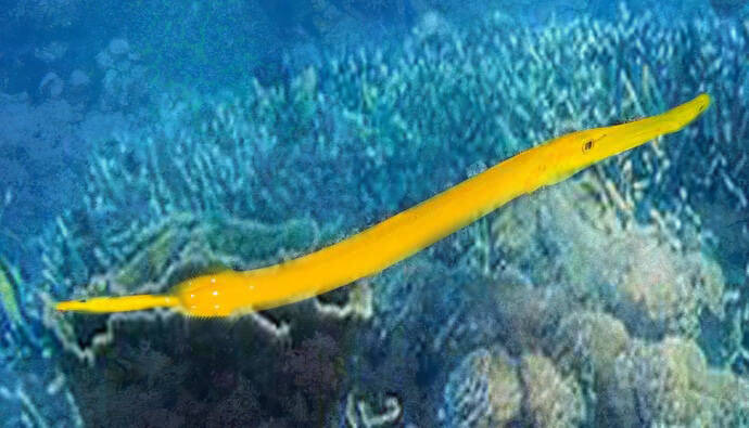 trompetvis trumpetfish Natuur Nature koraal coral underwater coral reef koraalrif Duiken diving Snorkelen snorkeling Aruba Bonaire Curacao ABC eilanden Islands Nederlandse Antillen Dutch Antilles caribbean reef fish tropische vissen