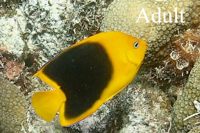 Rots schoonheid / Rock beauty Holacanthus tricolor Natuur Nature  koraal coral underwater coral reef koraalrif Duiken diving Snorkelen snorkeling Aruba Bonaire Curacao ABC eilanden Islands Nederlandse Antillen Dutch Antilles caribbean reef fish tropische 