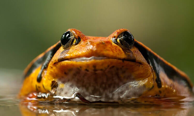 Arubaanse kikker Pleurodema brachyops /Colombian Four-eyed FrogNatuur Nature amfibieën amphibians Aruba Bonaire Curacao ABC eilanden Islands Nederlandse Antillen Dutch AntillesArubaanse kikker Pleurodema brachyops /Colombian Four-eyed Frog