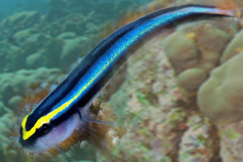 Bridled goby Coryphopterus glaucofraenumNatuur Nature  koraal coral underwater coral reef koraalrif Duiken diving Snorkelen snorkeling Aruba Bonaire Curacao ABC eilanden Islands Nederlandse Antillen Dutch Antilles caribbean reef fish tropische vissen