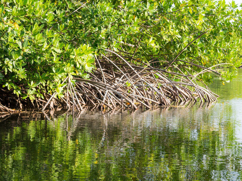 Lac Bay BonaireNatuur Nature koraal coral underwater coral reef koraalrif Duiken diving Snorkelen snorkeling Aruba Bonaire Curacao ABC eilanden Islands Nederlandse Antillen Dutch Antilles caribbean reef fish tropische vissen